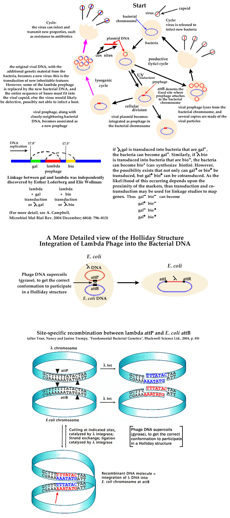 Transduction